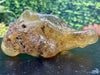 "MYSTERIES OF MOTHER NATURE" Natural Amber Specimen 7.00 Spectacularly Rare Mineral High Quality A-3